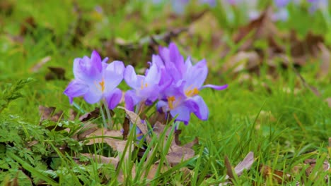 Seltene-Wilde-Frühlingskrokusse,-Die-Auf-Offenem-Grasland-Im-Dorf-Ayston-In-Der-Grafschaft-Rutland-In-England,-Großbritannien,-Wachsen