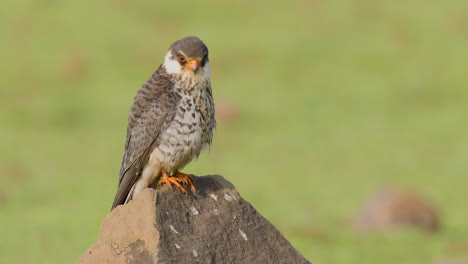 Amur-Falcon-small-raptor-Female-sitting-on-a-rock-observing-with-green-background