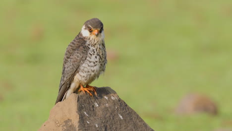 Amurfalke-Kleine-Raubvogelfrau,-Die-Auf-Einem-Felsen-Sitzt-Und-Mit-Grünem-Hintergrund-Beobachtet