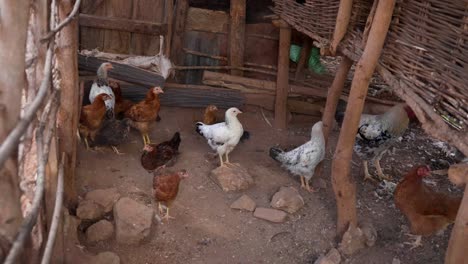 flock of chickens inside the coop in the farm