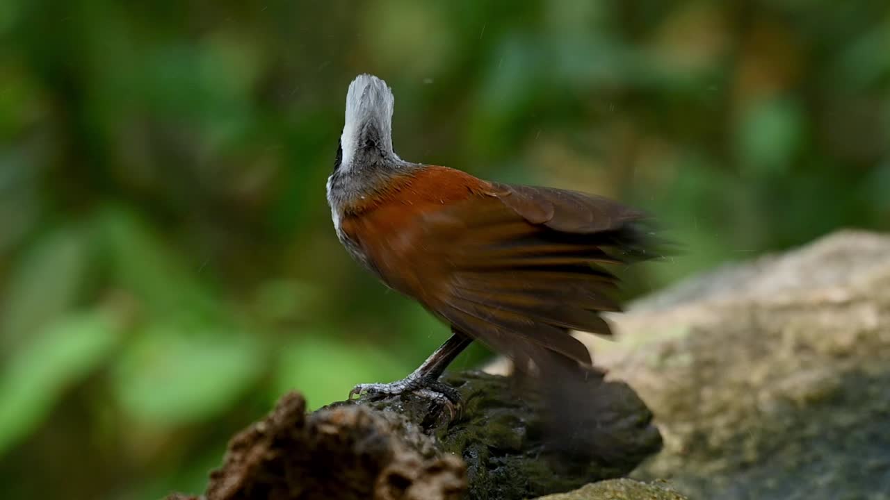 el tordo risueño de cresta blanca, garrulax leucolophus, después de bañarse sacude sus alas de agua mientras otras aves vuelan