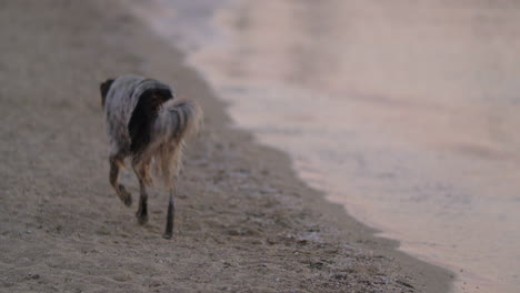 Perro-Callejero-Deambulando-Por-La-Playa