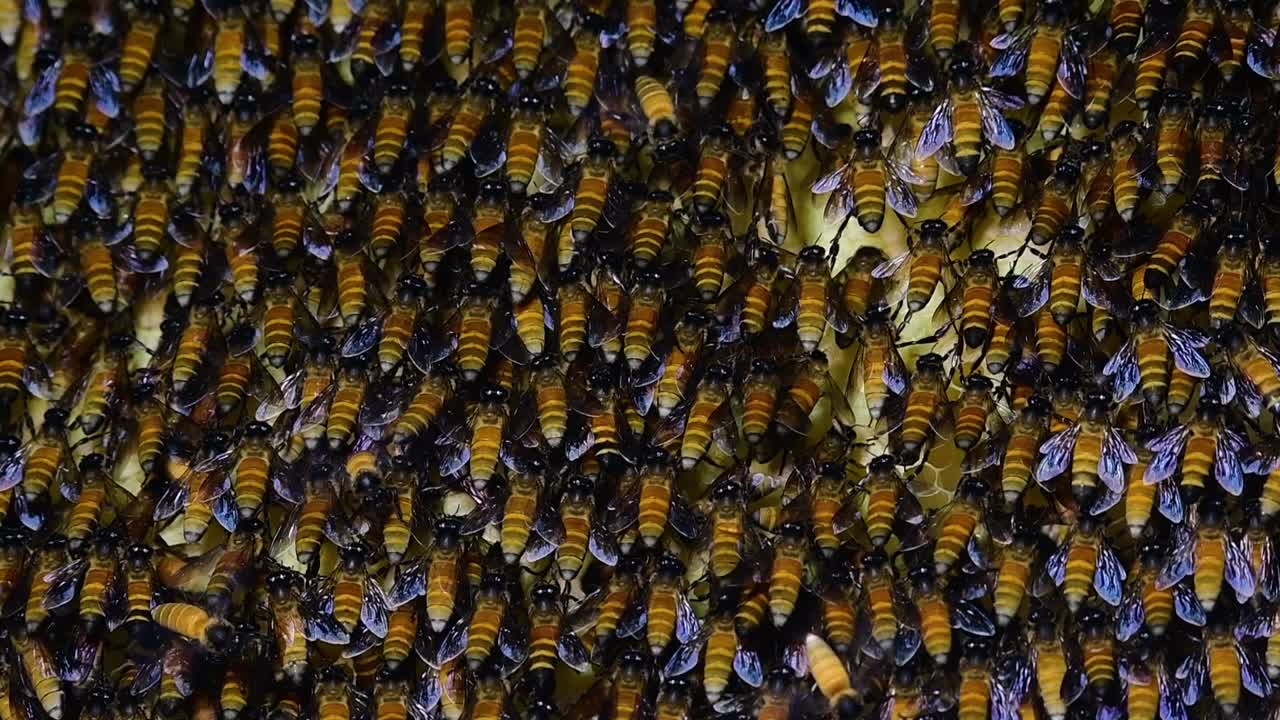 se sabe que las abejas melíferas gigantes construyen grandes colonias de nidos con bolsillos simétricos hechos de cera para almacenar miel como fuente de alimento.