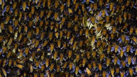 giant honey bees are known to build large colonies of nest with symmetrical pockets made of wax for them to store honey as their food source