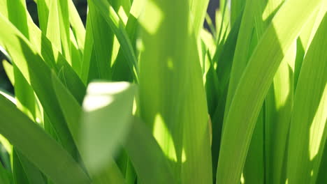 abstract natural pattern of fresh green foliage and shadows