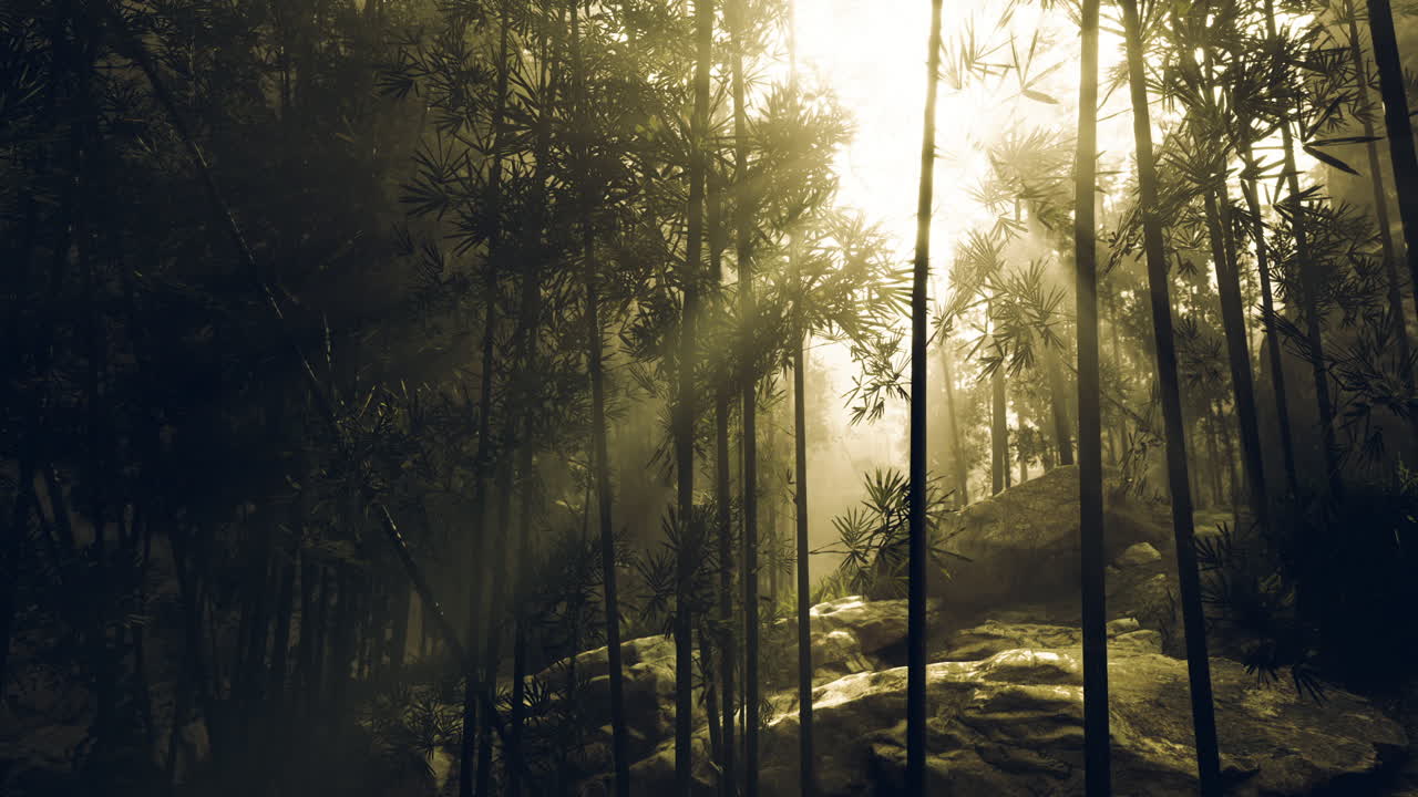 새벽 에 울창 한 대나무 숲 을 통과 하는 부드러운 빛