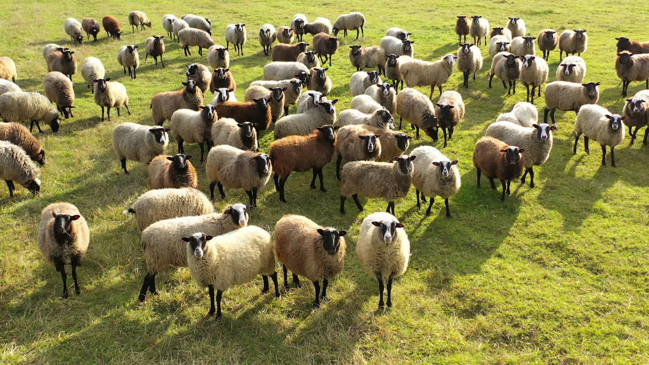 Sheep animals on a meadow. Beautiful sheep on pasture in a sunny day. Herd of sheep in nature. Well-groomed domestic animals outdoors.