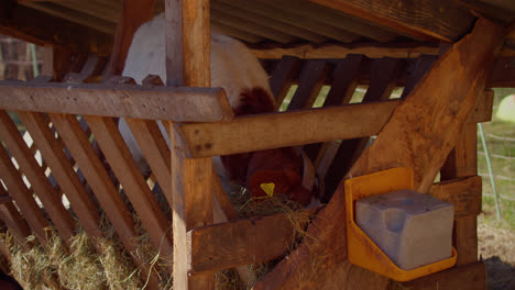 Braunweiße-Ziege,-Die-Trockenes-Gras-Frisst,-Während-Sie-An-Einem-Sonnigen-Frühlingstag-In-Deutschland-Direkt-Im-Futterhaus-Im-Schatten-Steht