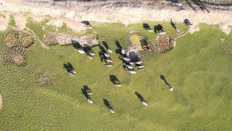 top down aerial shot of buffalos livestock grazing freely in vast grassland