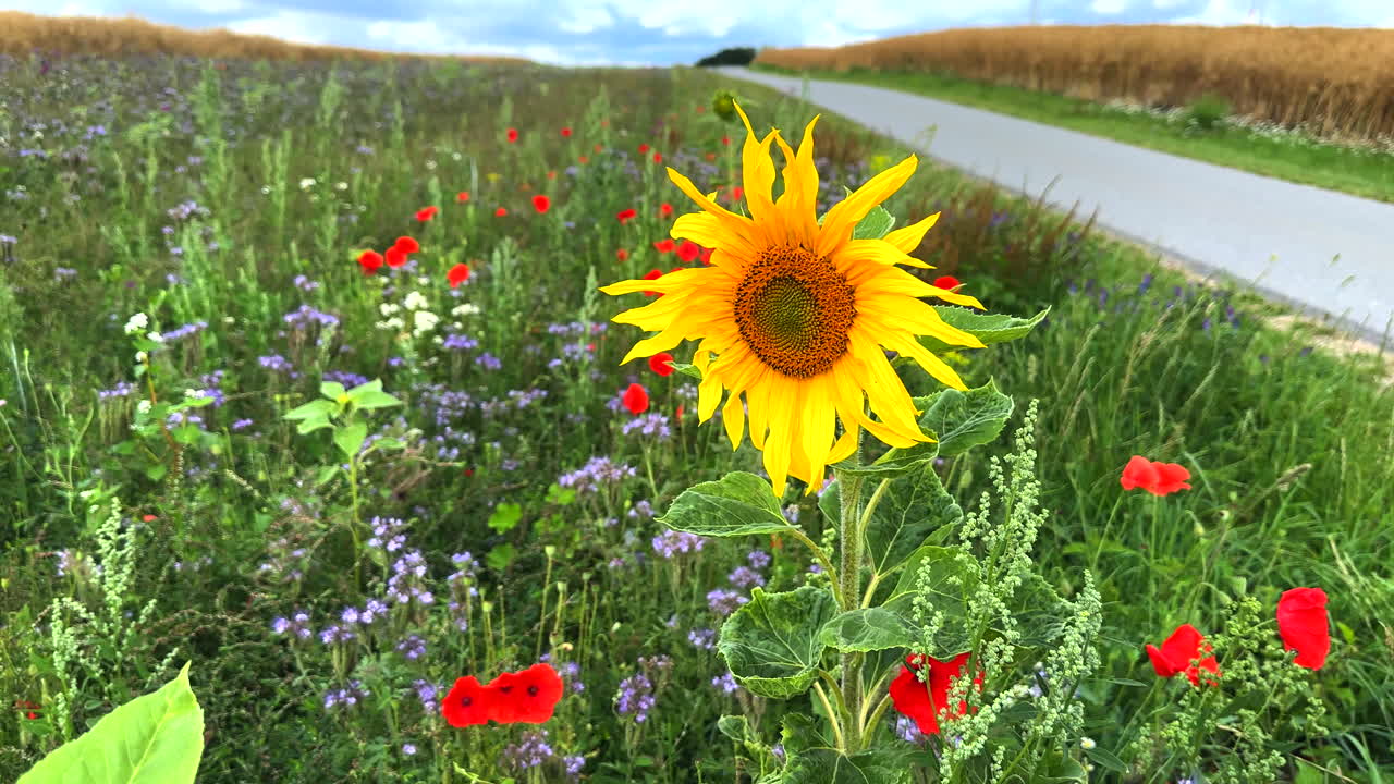 accanto a una strada c'è una striscia fiorita con girasoli, papaveri e fiori di mais per gli insetti al rallentatore