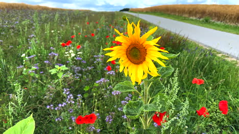 Neben-Einer-Straße-Gibt-Es-In-Zeitlupe-Einen-Blühstreifen-Mit-Sonnenblumen,-Mohn-Und-Kornblumen-Für-Die-Insekten