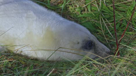 in the atlantic grey seal breeding season, newborn pups with white fur bond with mothers in the warm november sun