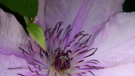 flor morada floreciente que da la bienvenida al verano en el campo británico