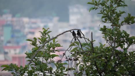 Dos-Pájaros-En-Un-árbol