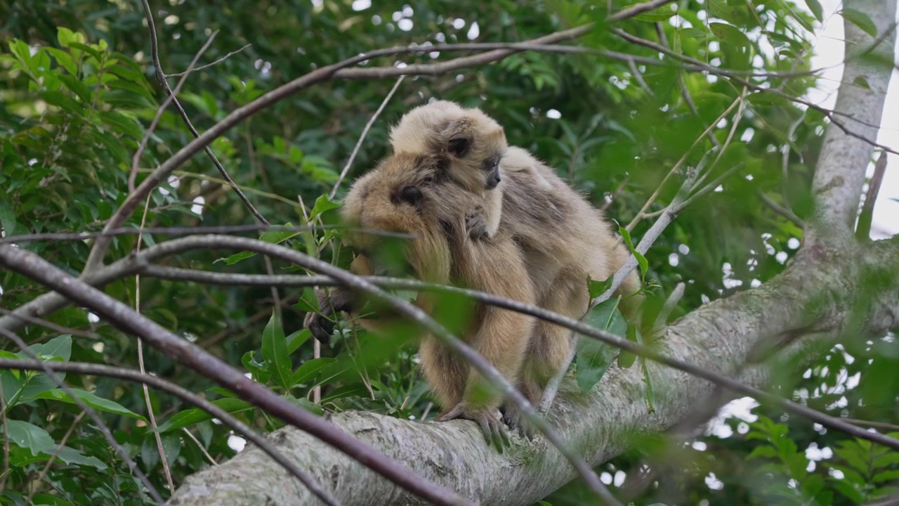 Female black-and-gold howler monkey moves along a forest tree branch with her infant clinging to her back, framed by dense green foliage in daytime light.