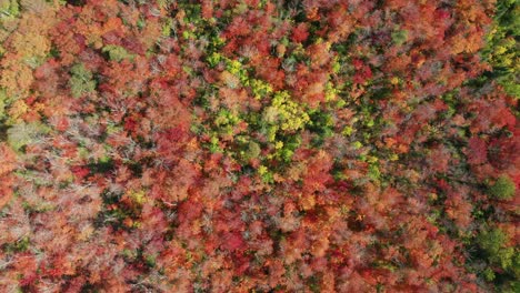 Aerial top down, vibrant red orange yellow autumn forest trees