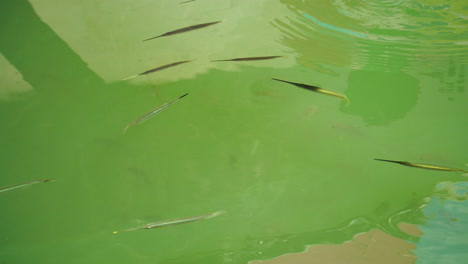 tiny needle fish in pond with transparent water