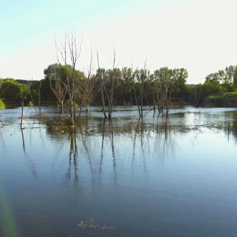árboles perennes murieron en el agua