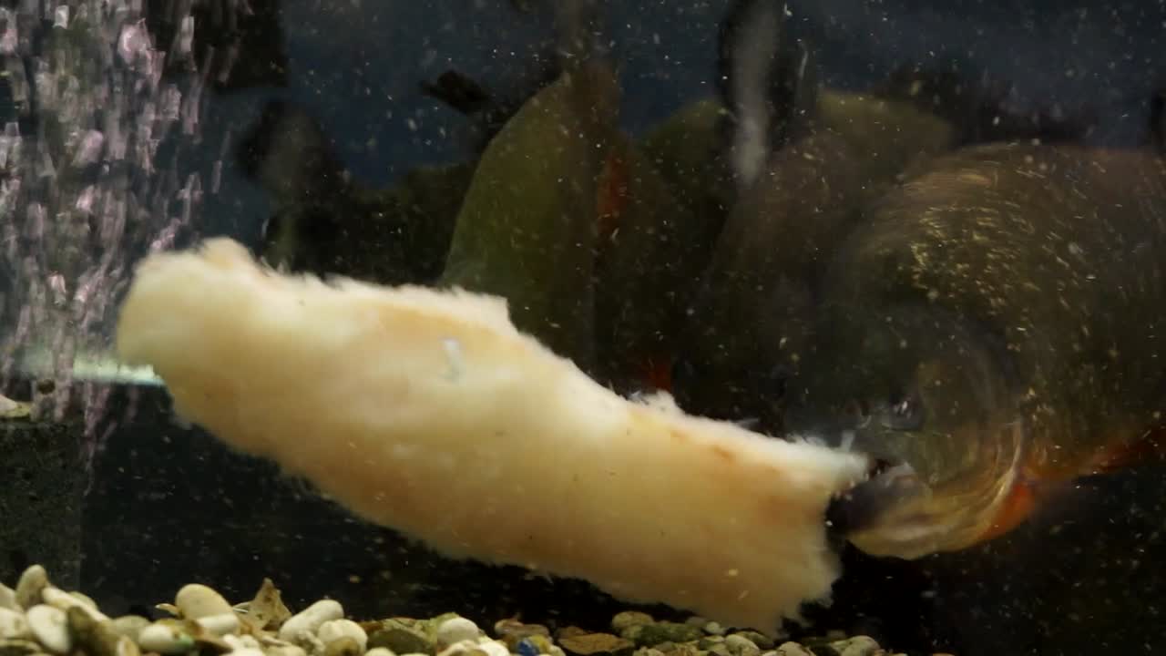 Feeding frenzy of red bellied piranha, ferocious eating scene, bloodthirsty fish