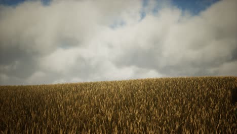 Dunkle-Stürmische-Wolken-über-Dem-Weizenfeld