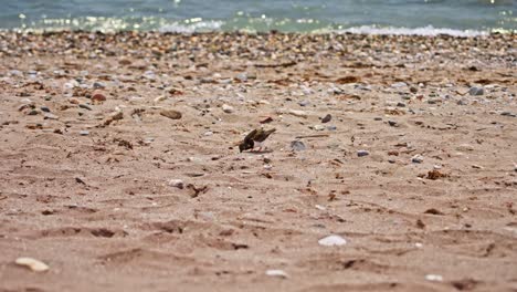 Flussuferläufer,-Der-Sich-Am-Strand-Ernährt