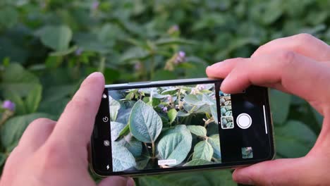 a researcher from the usa is checking the condition of grown soybeans a researcher from the usa is checking the condition of grown soybeans checking soybean crops for pests soybean plantations