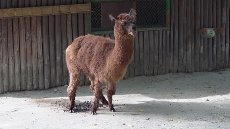 brown alpaca pooping on the ground at the zoo in seoul grand park, seoul, south korea - full shot