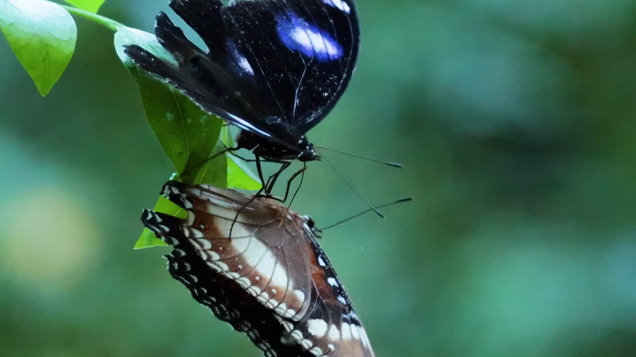 두 마리의 나비가 잎이 많은 가지에서 상호 작용하고 있습니다.