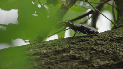 Close-up-of-a-large-male-stag-beetle-crawling-across-the-branch-of-a-tree-with-large-jaws,-tight-focus