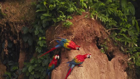 scarlet macaws trio calmly eating the nutrient rich mud at the chuncho clay lick on a beautiful morning