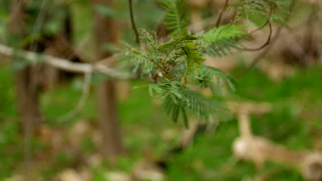 close up of a native australian black wattle tree