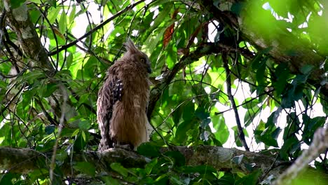 Die-Buffy-Fish-Owl-Ist-Eine-Große-Eule-Und-Doch-Die-Kleinste-Unter-Den-Vier-Fischeulen