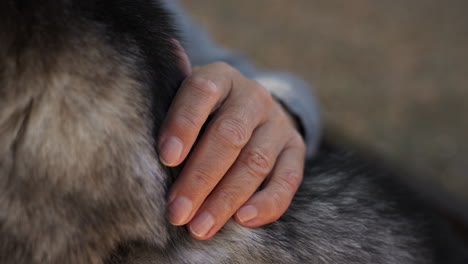 propriétaire d'un animal de compagnie avec un chien