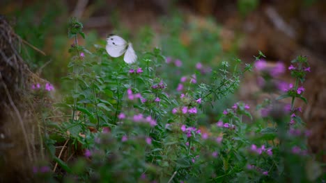 Close-up-of-a-white-butterfly-flying-in-slow-motion-in-nature-in-4k-6