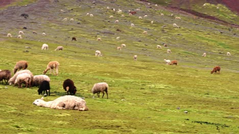 Llamas-grazing-on-Rainbow-Mountain,-Peru