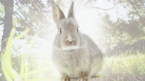 composite video of bright spot of light against rabbit in the forest