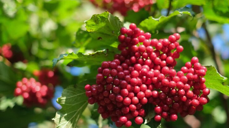 Bella fragola di viburno rossa. Vitamina C