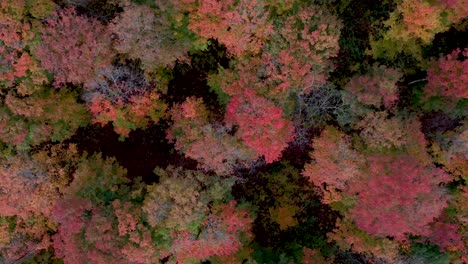 árboles de otoño coloridos desde arriba