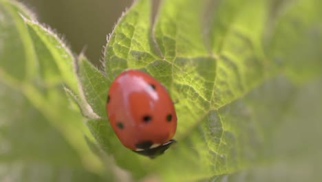 Marienkäfer,-Der-Auf-Einem-Blatt-Ruht