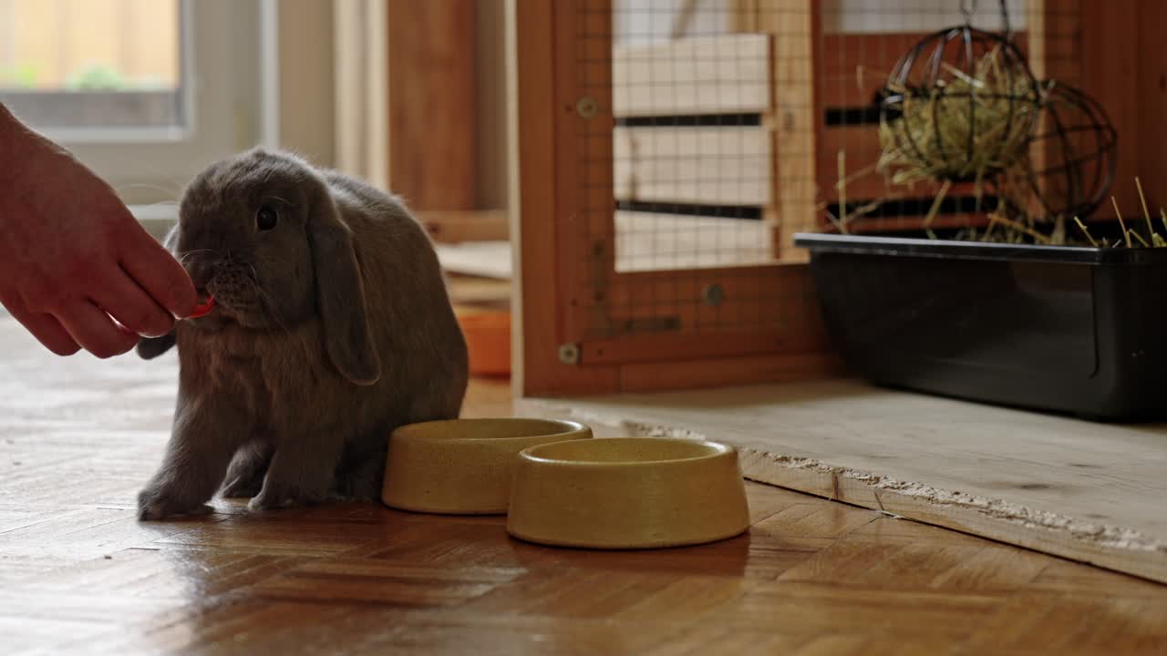 당근 조각을 먹는 토끼, 첫 순간에 불신, uhd에서 측면 보기