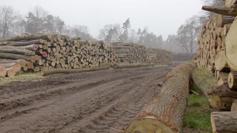 a large piles of cut logs lie on a mud meadow. tire tracks are visible on earth. a heavy storm caused massive damage to the forest.