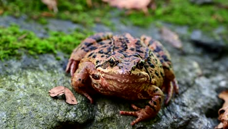 rana europea común con fondo borroso