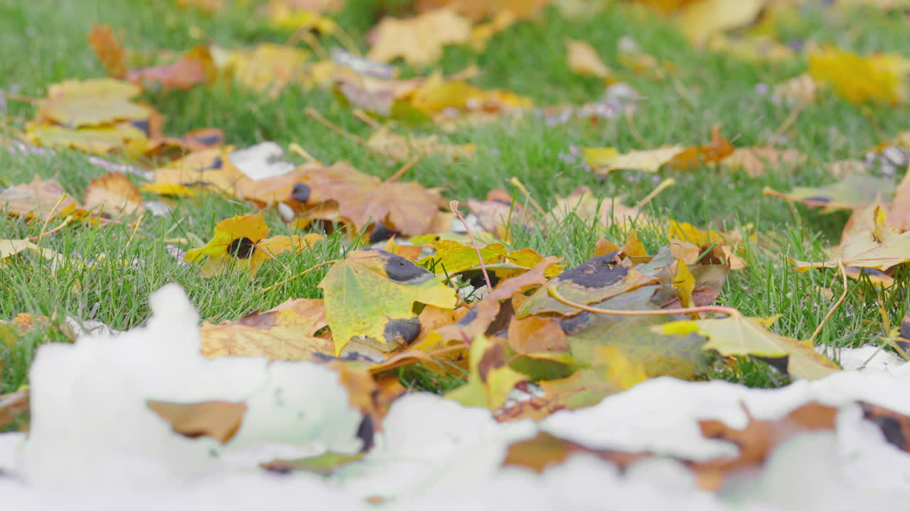 Colorful autumn leaves scattered on grass, evokes a peaceful seasonal transition