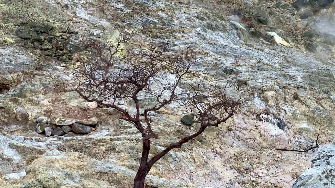A barren volcanic landscape with rising sulfur steam and a dead tree standing alone on rocky ground. Dramatic natural scenery depicting geothermal activity and harsh environmental conditions