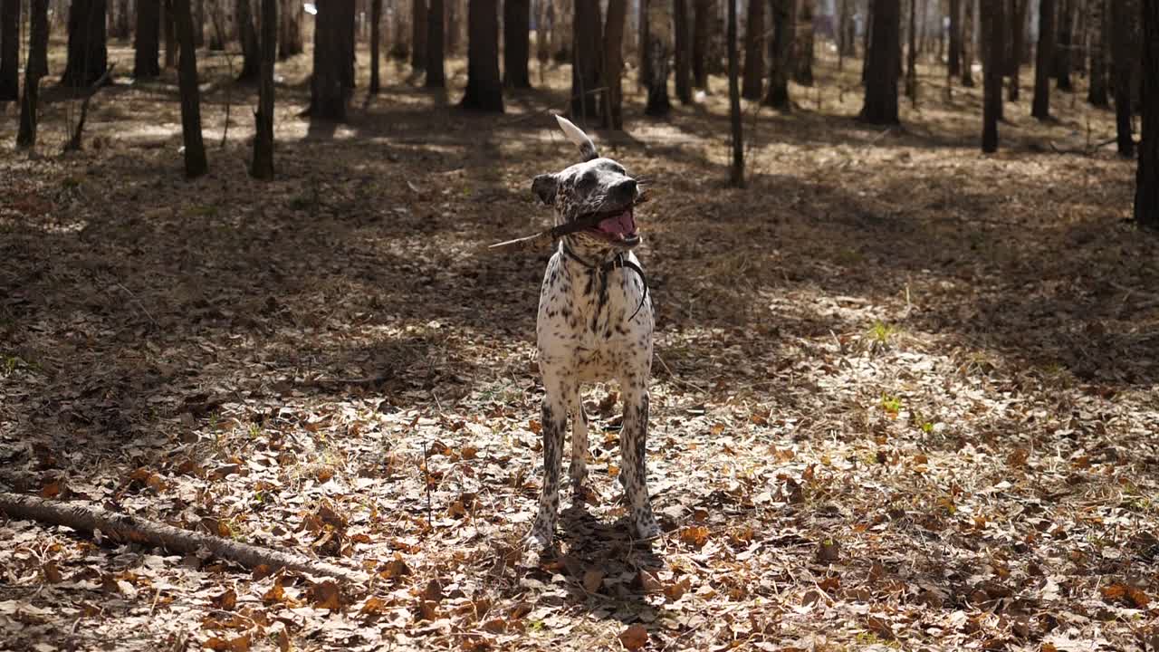 perro manchado con un palo en un bosque