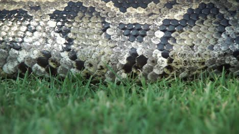 El-Cuerpo-Extremadamente-Grande-De-Una-Boa-Constrictor-Deslizándose-Por-La-Hierba,-Músculos-Ondulantes,-Cámara-Lenta