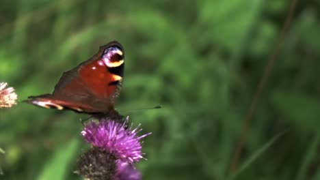 red admiral butterfly in slow motion pollinating flower batting its wings global warming threat