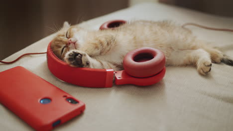 kitten fell asleep while listening to music.