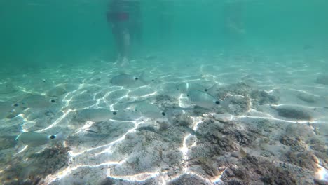 españa, mallorca, cala sant jordi e isla cabrera