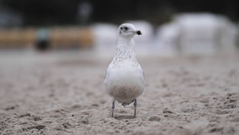 slow motion relaxed seagull on the sand